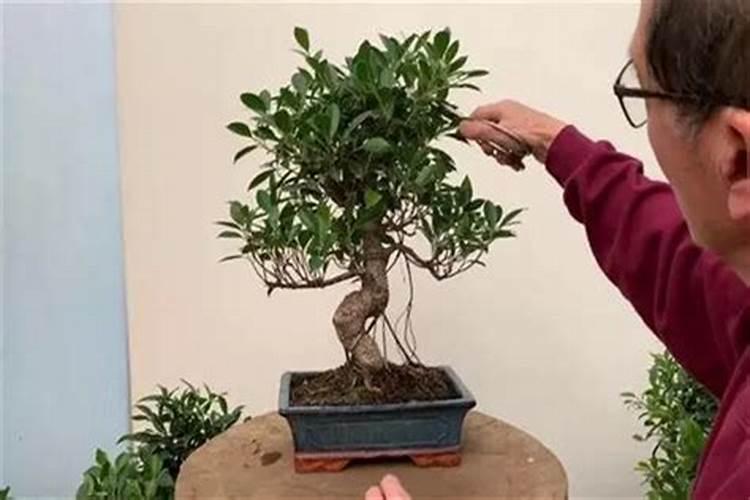 家养榕树多久施一次肥 家养榕树几月施肥最佳？