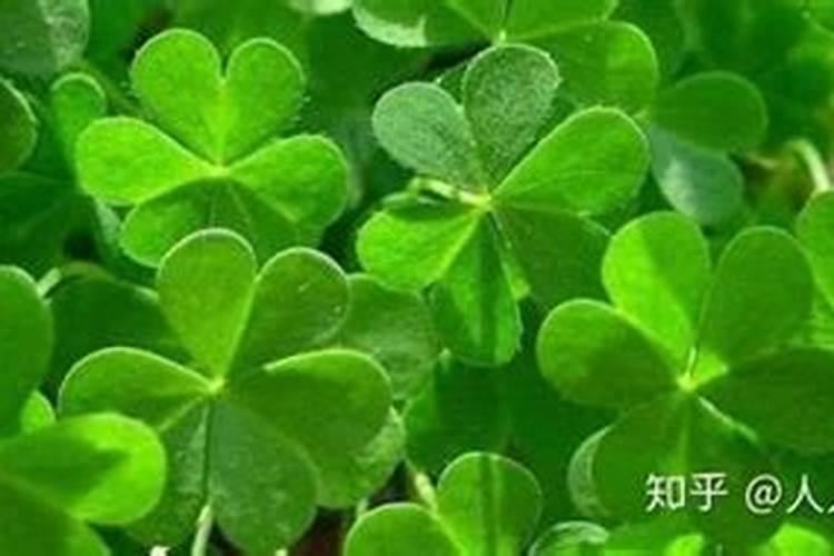 刚出来一月的三叶草发黄能不能打叶面肥？在线急等。