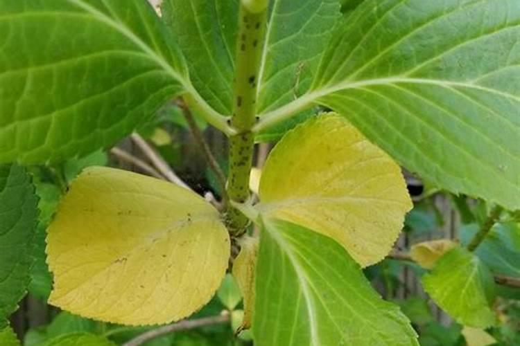 植物枝叶枯黄,茎也比较纤细,要用什么化肥