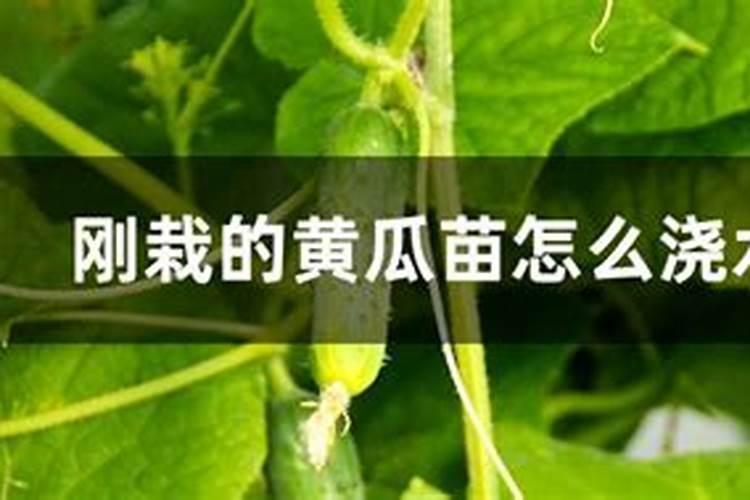 黄瓜柱头腐烂,可以喷洒糖醇钙和硼肥吗？