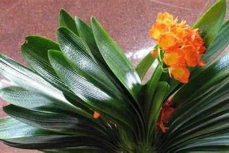 花多多10号适合浇什么？