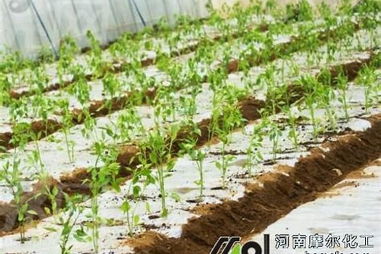 冬瓜如何根底施肥？