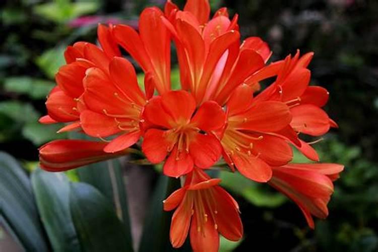 什么肥料保花