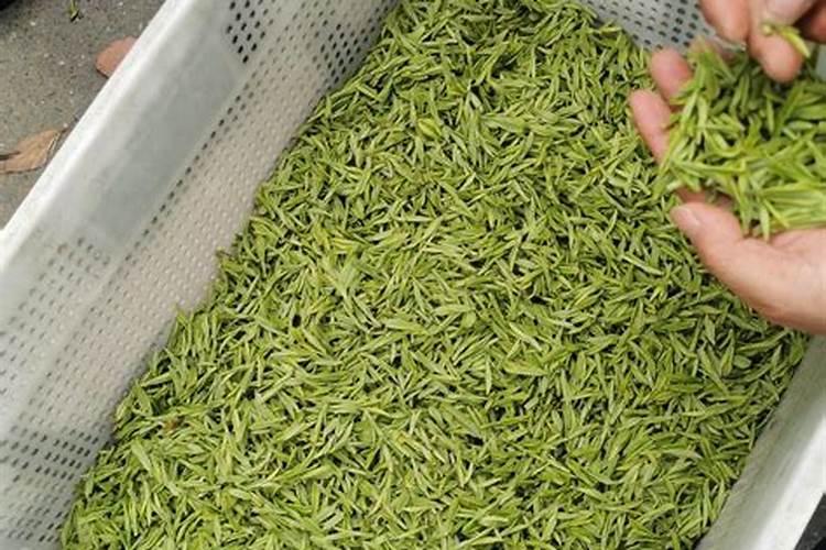 安吉白茶的种植技术