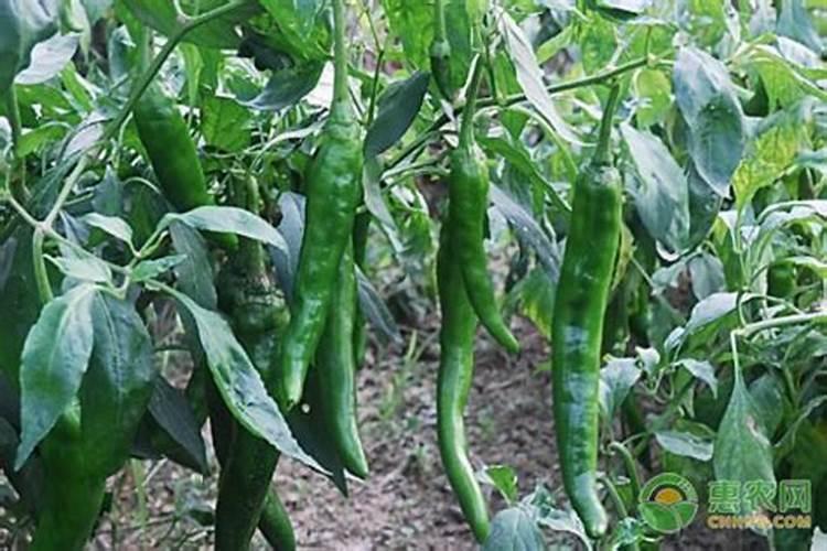 辣椒用什么肥料才能高产？