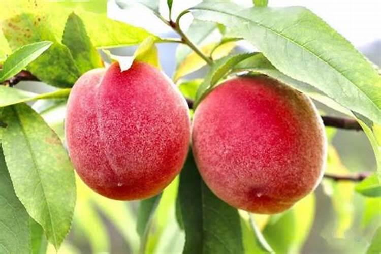 桃子硬核期用什么肥料
