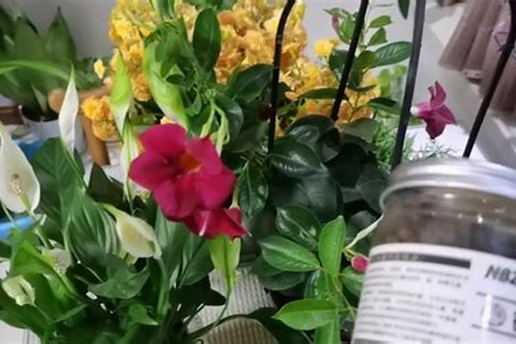 钾肥适用哪些花卉