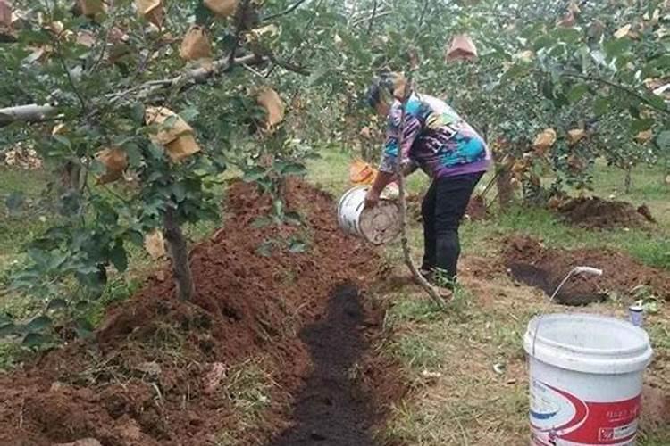 苹果树种植不同时期怎么施肥 苹果树施肥技巧