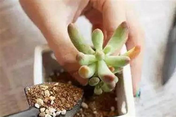 尿素能当水溶肥吗