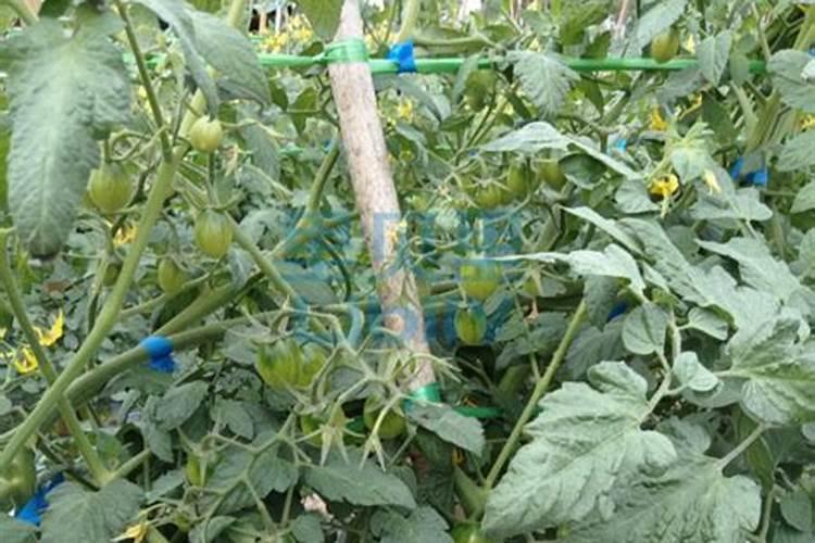 怎样才能使冬天提子发芽开花结果？