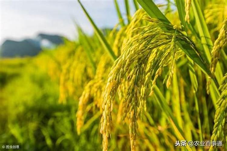 怎么种植水稻产量高 什么时候施钾肥效果好