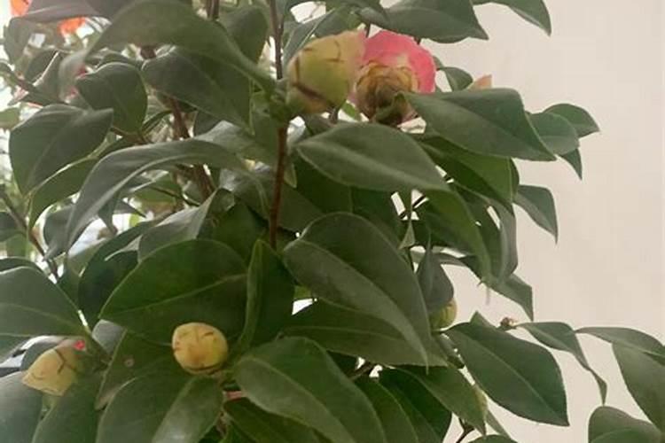磷酸二氢钾可以浇茶花吗