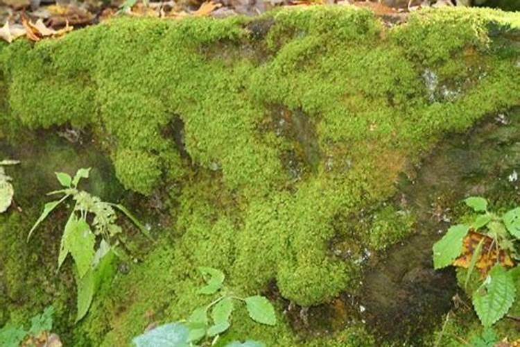 大量元素水溶肥料和复合肥的区别,作用