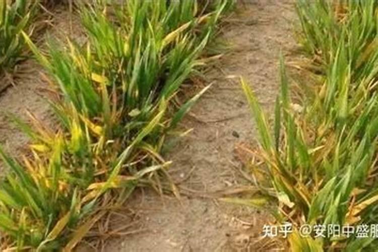 小麦苗弱打什么叶面肥