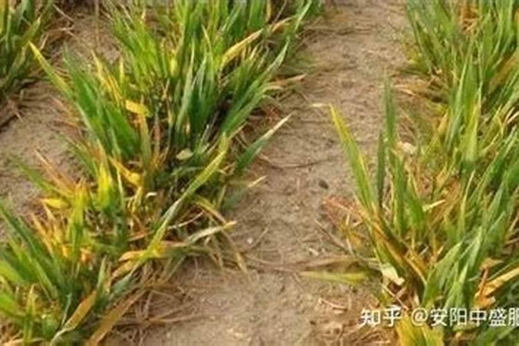 小麦干尖发黄不长喷施点什么药