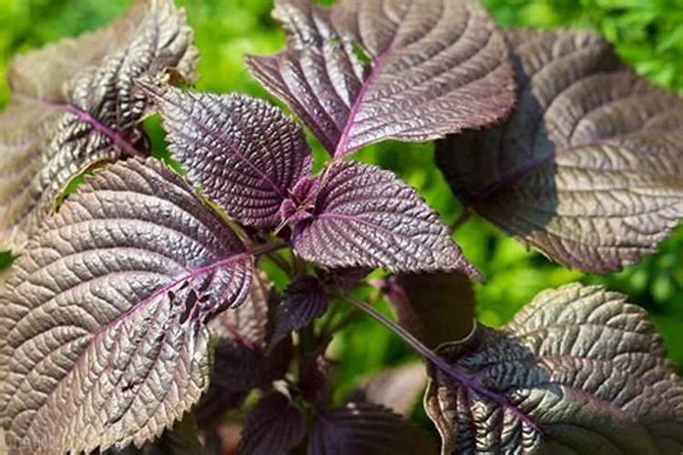 紫苏用什么肥料以及施肥技术