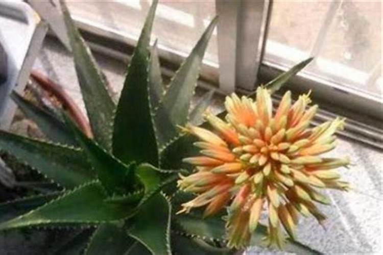 茉莉花最忌讳三种肥料