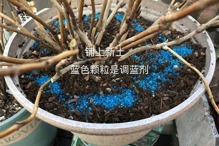 绣球花修剪后施什么肥