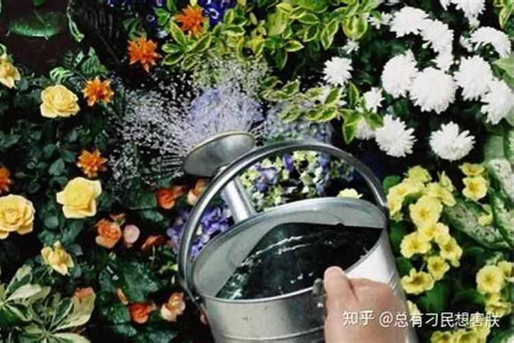 茉莉花夏天几天浇一次水