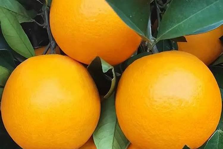 脐橙膨大果实能喷施叶面肥吗？