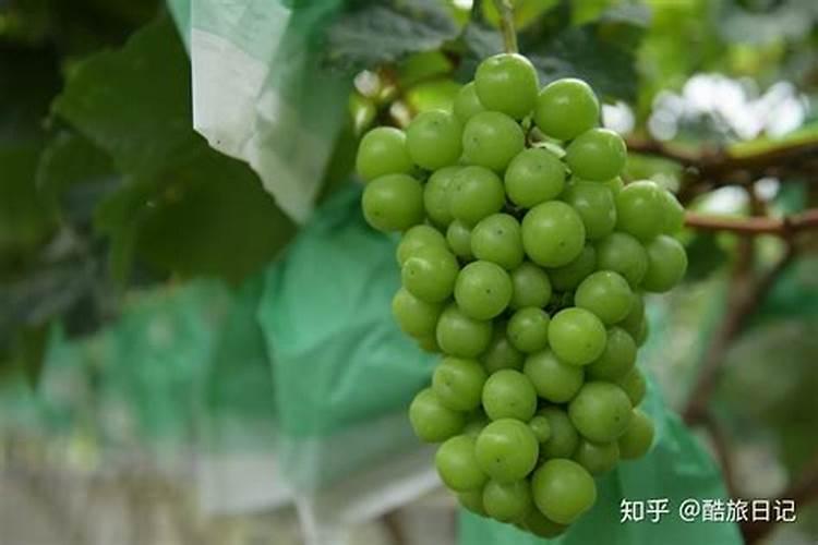 阳光玫瑰葡萄见信使花还能浇地施肥吗？