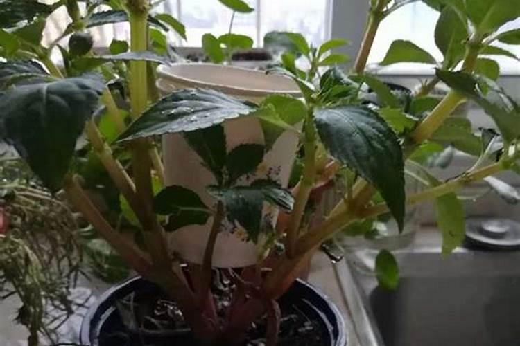 怎样解硼肥药害