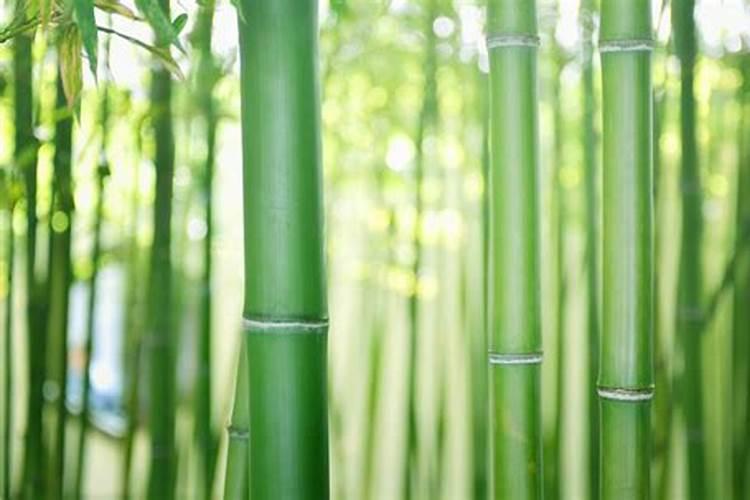 家里养的竹子用什么肥料最好