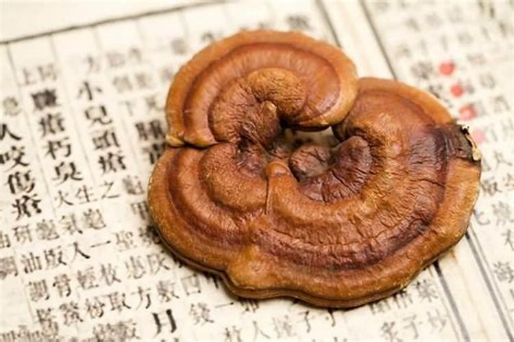 巨菌草种植方法