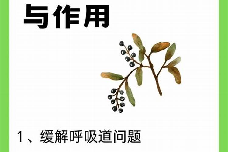 桉树用什么肥料最合适