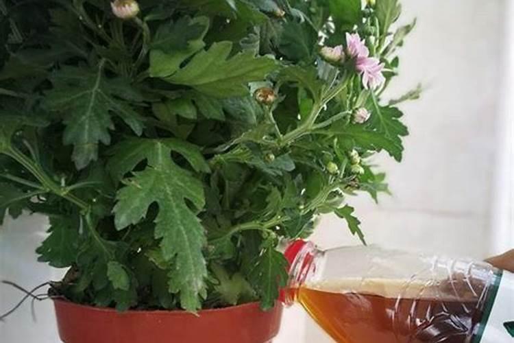 请问一下马铃薯如何施肥？