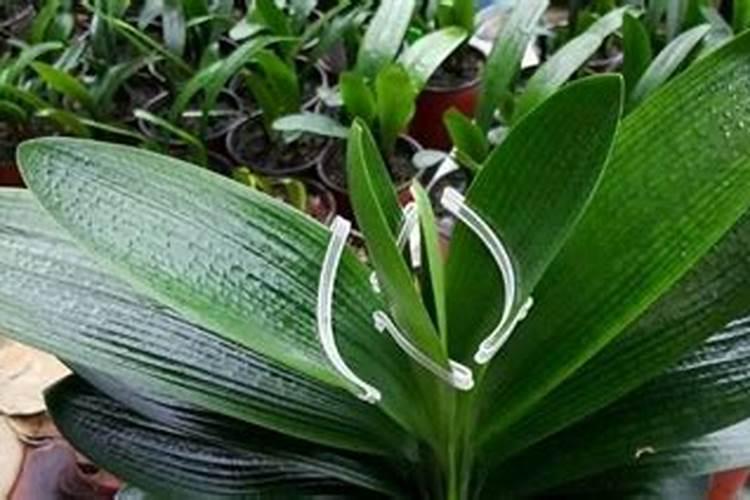 大量元素水溶肥对花卉绿植的用法