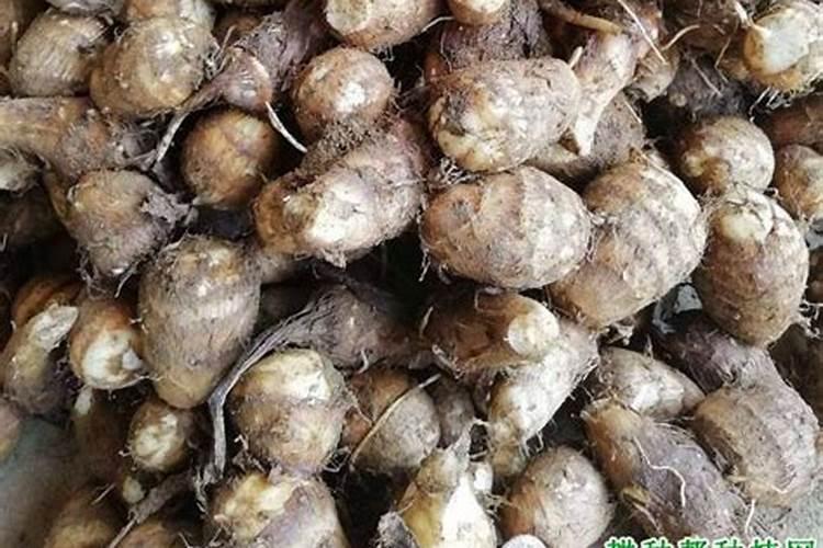 毛芋头种植时间和方法