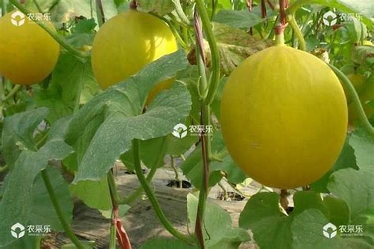 新疆北部春小麦二水怎么滴肥料？