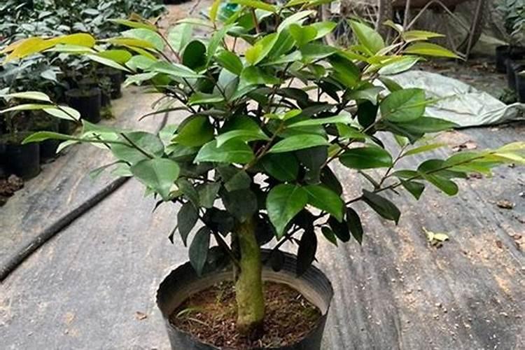 茶花树施什么肥好