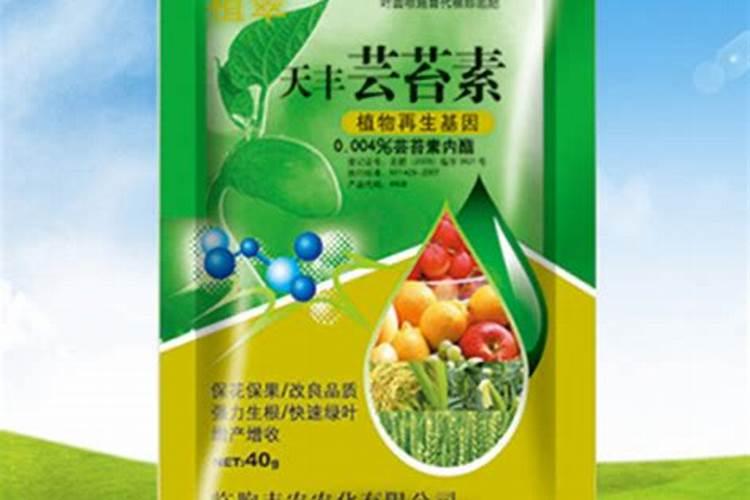 看看西瓜怎么了,有的茎不黑了