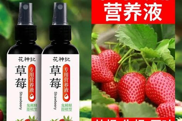 盆栽草莓需要肥吗附施肥方法