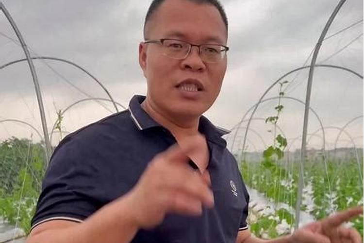 苦瓜用什么肥料最好