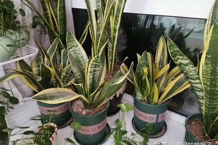 怎么让虎皮兰叶子更绿