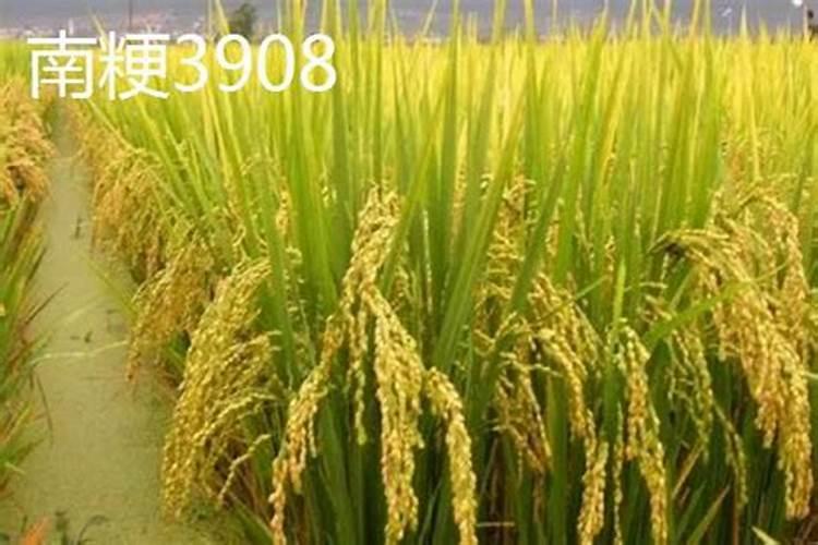 直播水稻施肥时间与施肥技术