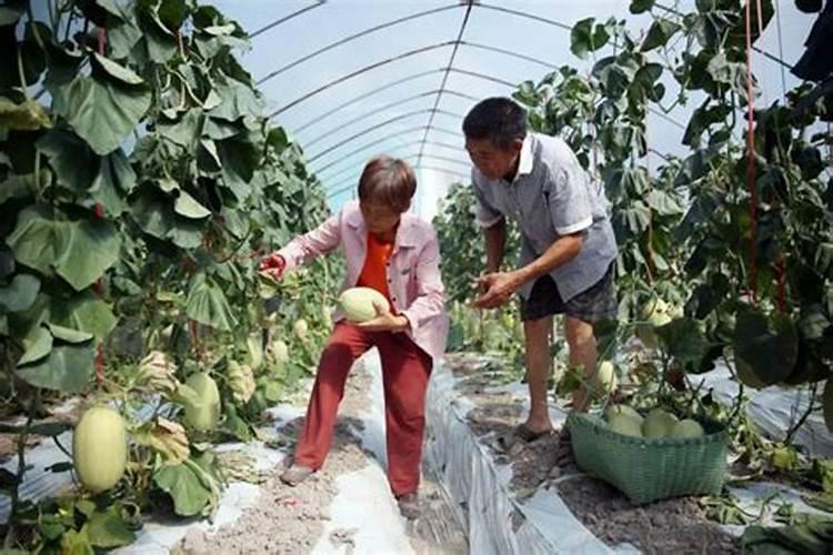 哈密瓜膨果期怎样施肥