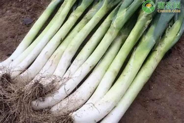 大葱用什么复合肥