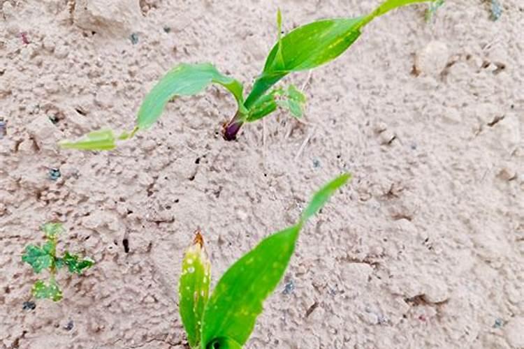 玉米幼苗喷芸苔素后果会怎样