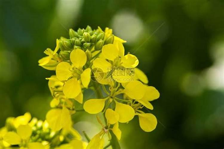 芥菜怎么了？用什么药好？