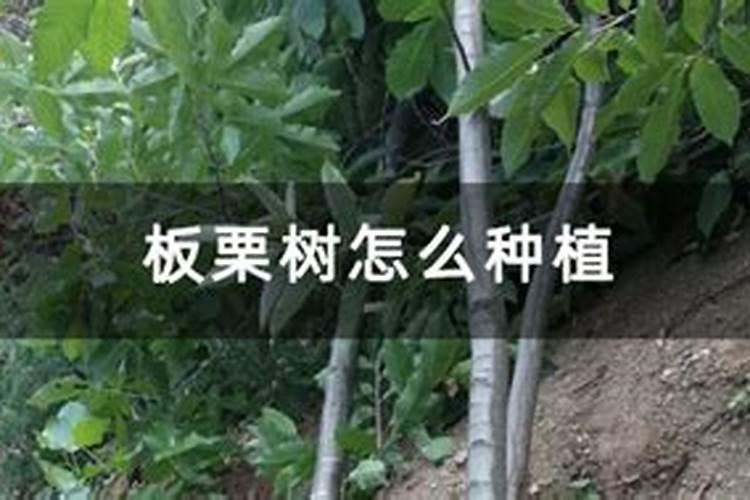 板栗树全年施肥明细表 如何合理施肥