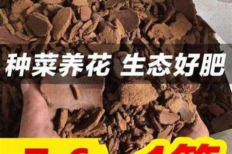 水晶茉莉的养殖技术有哪些？