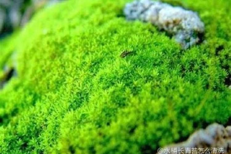 磷肥可以杀青苔吗
