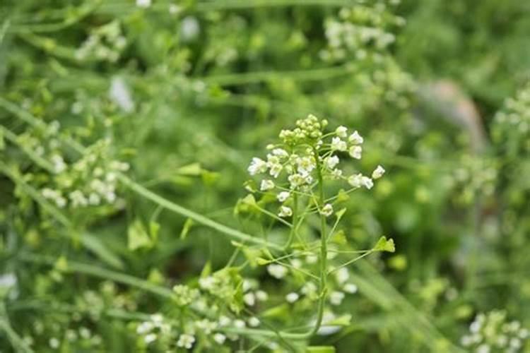 红小豆开花时能追肥吗