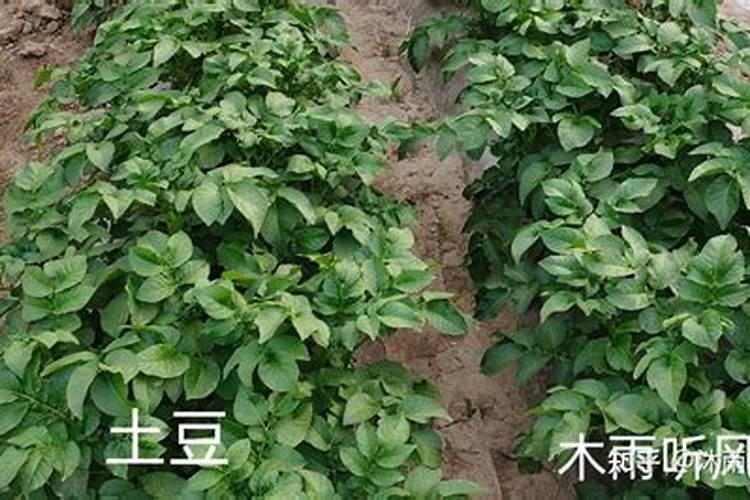 红小豆花荚脱落防治措施 花荚脱落怎么办