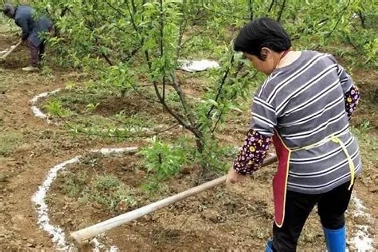 草莓磷肥什么时候用？磷肥施用过量该怎么补救？
