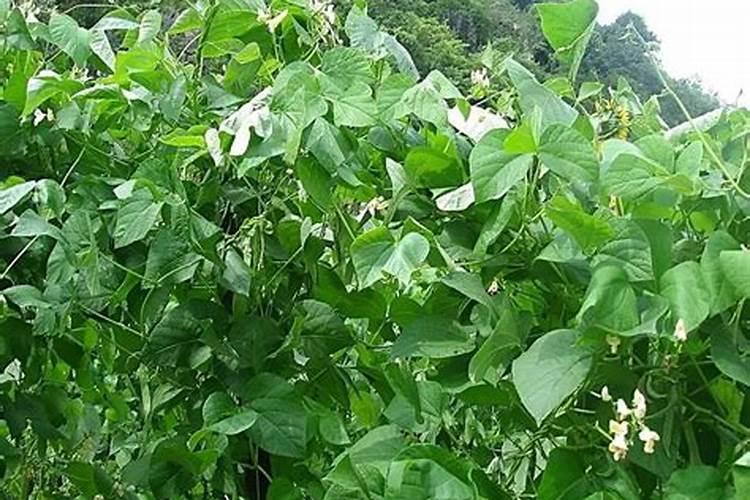 菜豆的追肥要怎样施用？